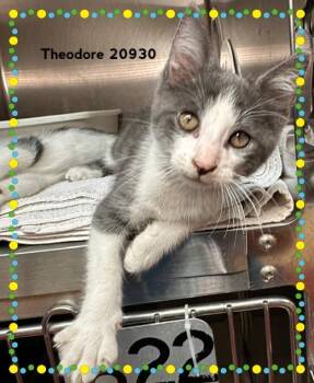 THEODORE (see also SIMON & ALVIN) -  Domestic Short Hair Cat for Adoption in Marietta, Georgia - THEODORE (see Also SIMON & ALVIN) | PetCurious