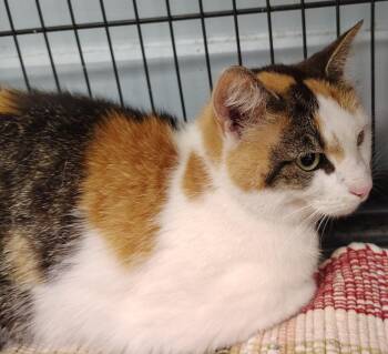 Tuna -  Domestic Short Hair Cat for Adoption in Saint Clairsville, Ohio - Tuna | PetCurious