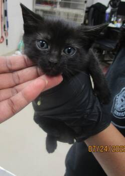 Harley(643) -  Domestic Short Hair Cat for Adoption in Marietta, Georgia - Harley(643) | PetCurious