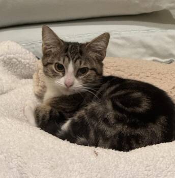 Rescue Domestic Short Hair and Tabby Cats for Adoption in Houston, Texas - Kingston | PetCurious