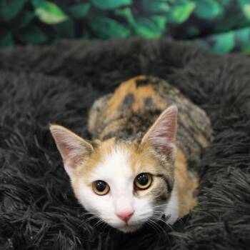 Rescue Domestic Short Hair Cats for Adoption in Quakertown, Pennsylvania - Sallie | PetCurious