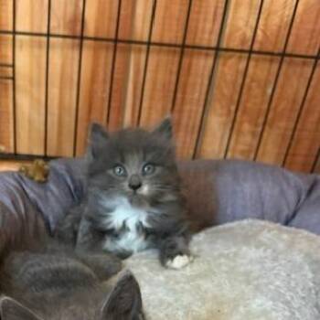 Cove -  Domestic Short Hair Cat for Adoption in Lynchburg, Virginia - Cove | PetCurious