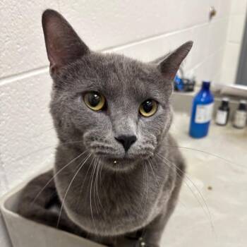 Pretty Boy -  Domestic Short Hair Cat for Adoption in Grand Rapids, Michigan - Pretty Boy | PetCurious
