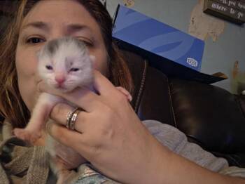 Scotch -  Abyssinian Cat for Adoption in Plymouth, Connecticut - Scotch | PetCurious