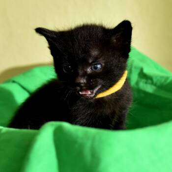Richard Feynman -  Domestic Short Hair Cat for Adoption in Portland, Oregon - Richard Feynman | PetCurious