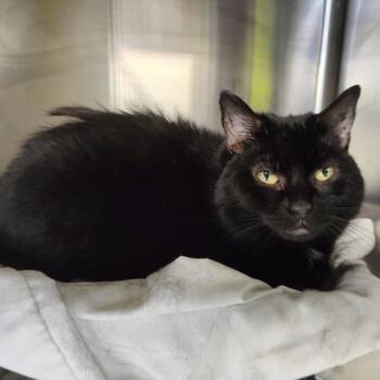 Silas -  Domestic Short Hair Cat for Adoption in Jersey City, New Jersey - Silas | PetCurious