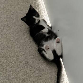 Judy Neutron -  Domestic Short Hair Cat for Adoption in Abbotsford, British Columbia - Judy Neutron | PetCurious