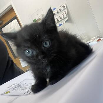 Domestic Short Hair Cats Available for Adoption in Clearwater, Florida - Ceviche | PetCurious