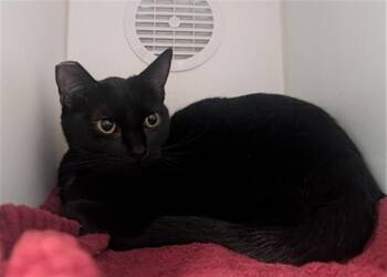 Domestic Short Hair Cats Available for Adoption in Camarillo, California - A880384 | PetCurious