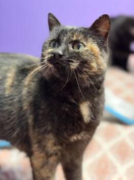 Domestic Short Hair Cats Available for Adoption - Monarch | PetCurious