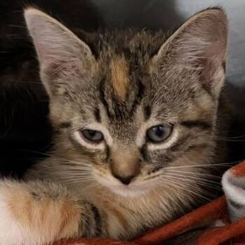 Bubbles -  Domestic Short Hair Cat for Adoption in New York, New York - Bubbles | PetCurious