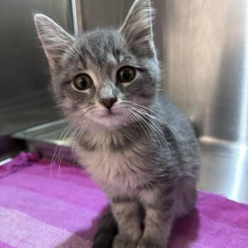 Domestic Short Hair Cats Available for Adoption in Davenport, Iowa - LeBlanc | PetCurious