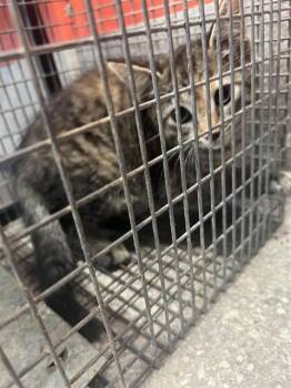 A798801 -  Domestic Short Hair Cat for Adoption in Louisville, Kentucky - A798801 | PetCurious