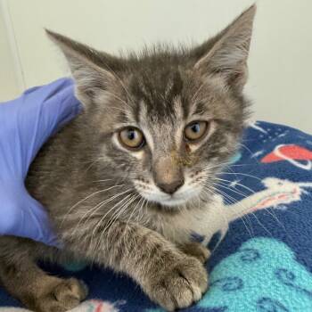 Rescue Domestic Medium Hair Cats for Adoption in Kanab, Utah - Chamberlain | PetCurious