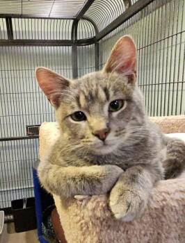 Domestic Short Hair Cats Available for Adoption in Green Bay, Wisconsin - Petey | PetCurious