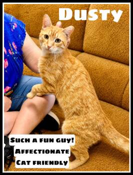 Dusty (FCID# 04/22/2026 - 108) Willow Grove -  Domestic Short Hair Cat for Adoption in Greenville, Delaware - Dusty (FCID# 04/22/2026 - 108) Willow Grove | PetCurious
