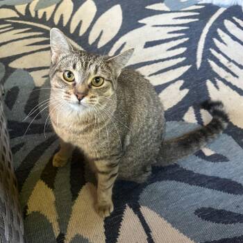 Rescue Domestic Short Hair Cats for Adoption - Coco | PetCurious