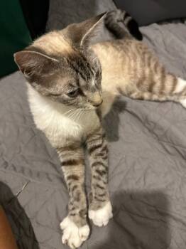 Siamese Cats Available for Adoption in West Palm Beach, Florida - Candy | PetCurious