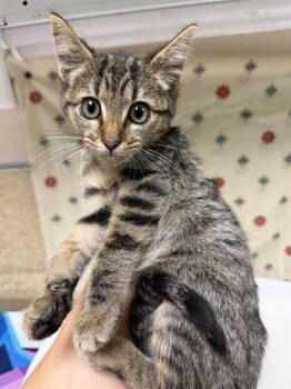 MELONY -  Domestic Short Hair Cat for Adoption in Riverside, California - MELONY | PetCurious