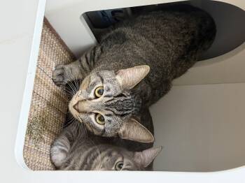 Domestic Short Hair Cats Available for Adoption in South Pasadena, California - Tuesday | PetCurious