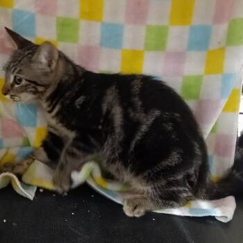 Cutie -  Domestic Short Hair Cat for Adoption in Yorba Linda, California - Cutie | PetCurious