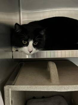 Domestic Short Hair Cats Available for Adoption - A794616 | PetCurious