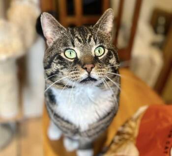 American Shorthair Cats Available for Adoption - Lemon Pound Cake | PetCurious