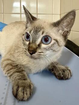 Koopa Troopa -  Domestic Short Hair Cat for Adoption in San Antonio, Texas - Koopa Troopa | PetCurious