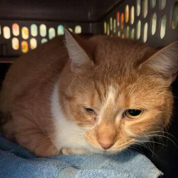 Domestic Short Hair Cats Available for Adoption - Sunshine | PetCurious