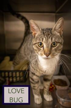 Lovebug/Love Bug (FCID# 06/08/2026 - 8 Trainer) -  Tabby and Tuxedo Cat for Adoption in Greenville, Delaware - Lovebug/Love Bug (FCID# 06/08/2026 - 8 Trainer) | PetCurious