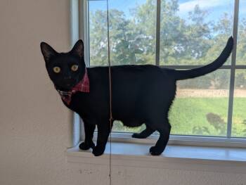 Rescue Domestic Short Hair Cats for Adoption in Fremont, California - Popeye | PetCurious