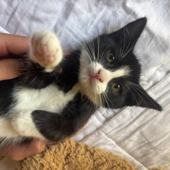 Patches -  Domestic Short Hair Cat for Adoption in Davis, California - Patches | PetCurious