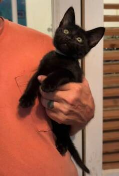 Ricardo -  Domestic Short Hair Cat for Adoption in Magnolia, Texas - Ricardo | PetCurious