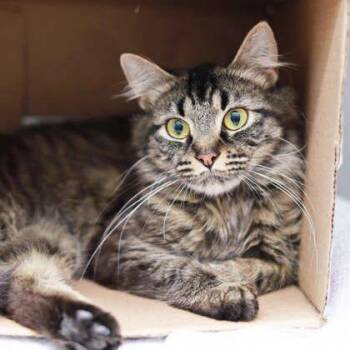 Wispy -  Domestic Medium Hair Cat for Adoption in Atlanta, Georgia - Wispy | PetCurious