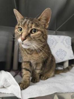 Domestic Short Hair Cats Available for Adoption in Montreal, Quebec - Bella | PetCurious