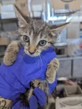 FRIDA -  Domestic Short Hair Cat for Adoption in San Bernardino, California - FRIDA | PetCurious