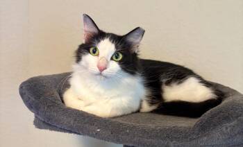 Domestic Medium Hair Cats Available for Adoption - Paris | PetCurious