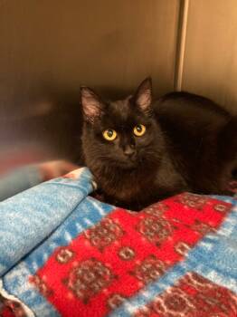 Rescue Domestic Medium Hair Cats for Adoption in Meriden, Connecticut - Vixen | PetCurious