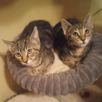 Dolly -  Domestic Short Hair Cat for Adoption in Las Vegas, Nevada - Dolly | PetCurious