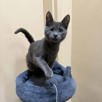 Domestic Short Hair and Russian Blue Cats Available for Adoption - Kaylah | PetCurious