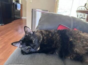 Domestic Medium Hair and Domestic Short Hair Cats Available for Adoption in Wilmington Island, Georgia - Cinders | PetCurious