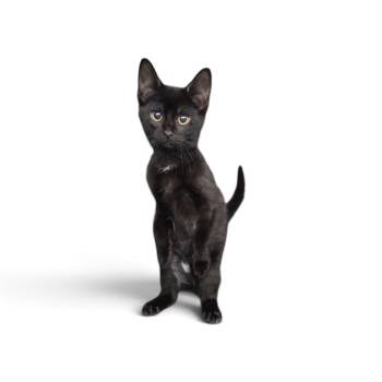 Alder Fire 56354 -  Domestic Short Hair Cat for Adoption in Eaton Rapids, Michigan - Alder Fire 56354 | PetCurious