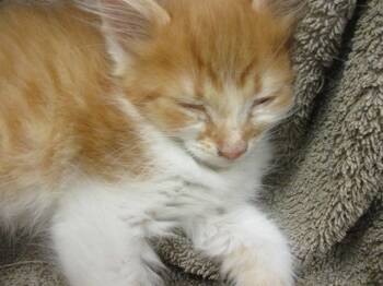 Rescue Domestic Medium Hair Cats for Adoption in Ocala, Florida - A369775 | PetCurious