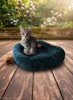 Baby Ray -  Domestic Short Hair Cat for Adoption in Town 