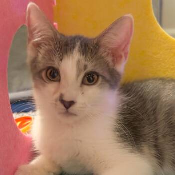 Provolone -  Domestic Short Hair Cat for Adoption in Morristown, Vermont - Provolone | PetCurious