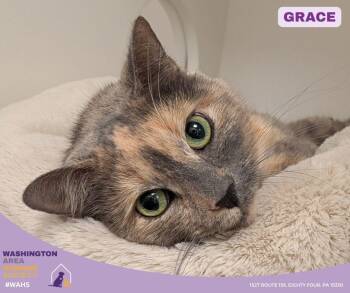 Domestic Short Hair Cats Available for Adoption in Eighty Four, Pennsylvania - Grace | PetCurious