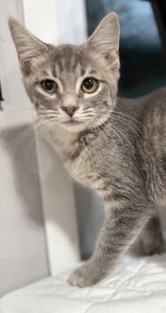 Aprilla -  Domestic Short Hair Cat for Adoption in Jackson, Georgia - Aprilla | PetCurious