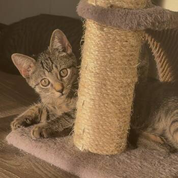 Dill -  Domestic Short Hair Cat for Adoption in Durham, North Carolina - Dill | PetCurious