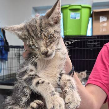 Michael -  Domestic Short Hair Cat for Adoption in Hattiesburg, Mississippi - Michael | PetCurious