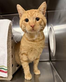Melvin (mcas) -  Domestic Medium Hair Cat for Adoption in Troutdale, Oregon - Melvin (mcas) | PetCurious